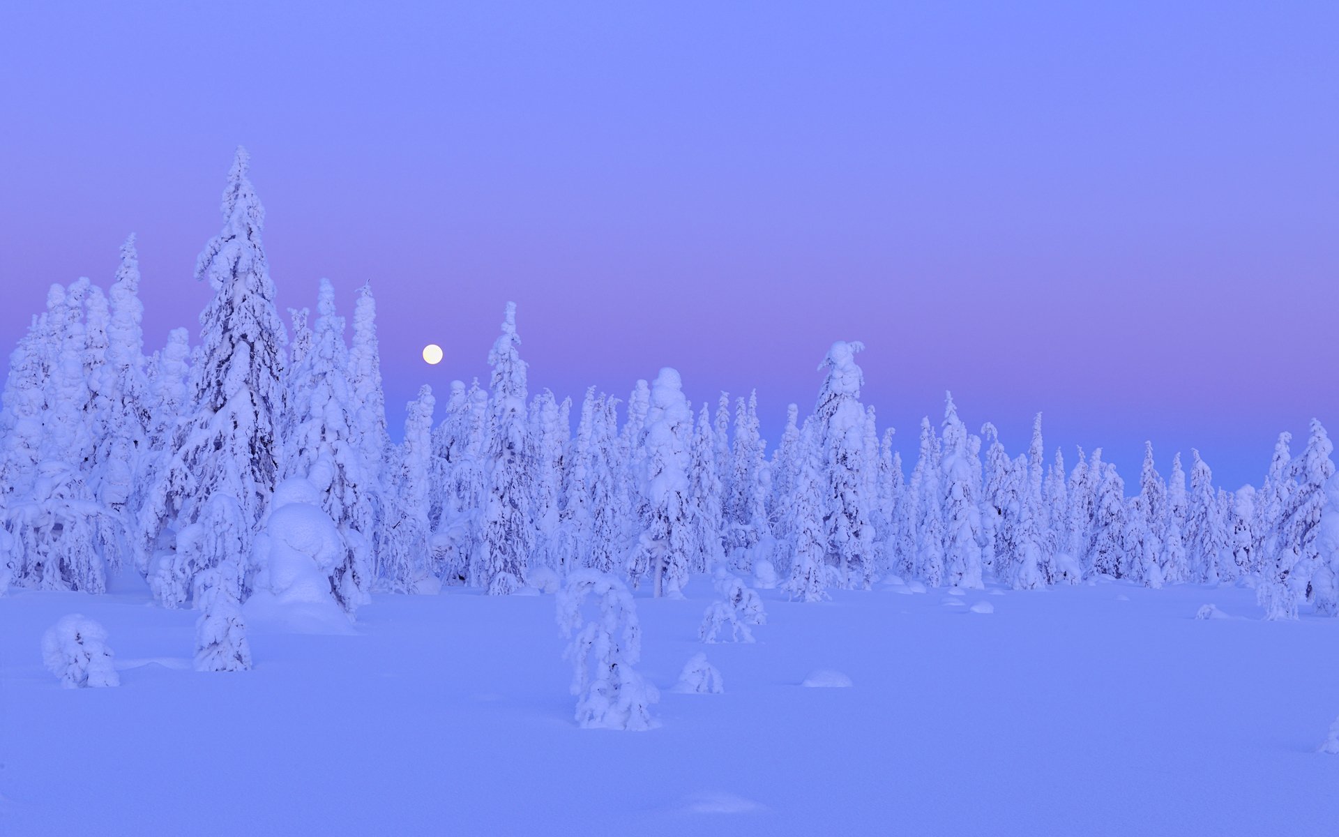 neige arbres forêt hiver lune nuit kuusamo ostrobotnie du nord province d oulu finlande hiver