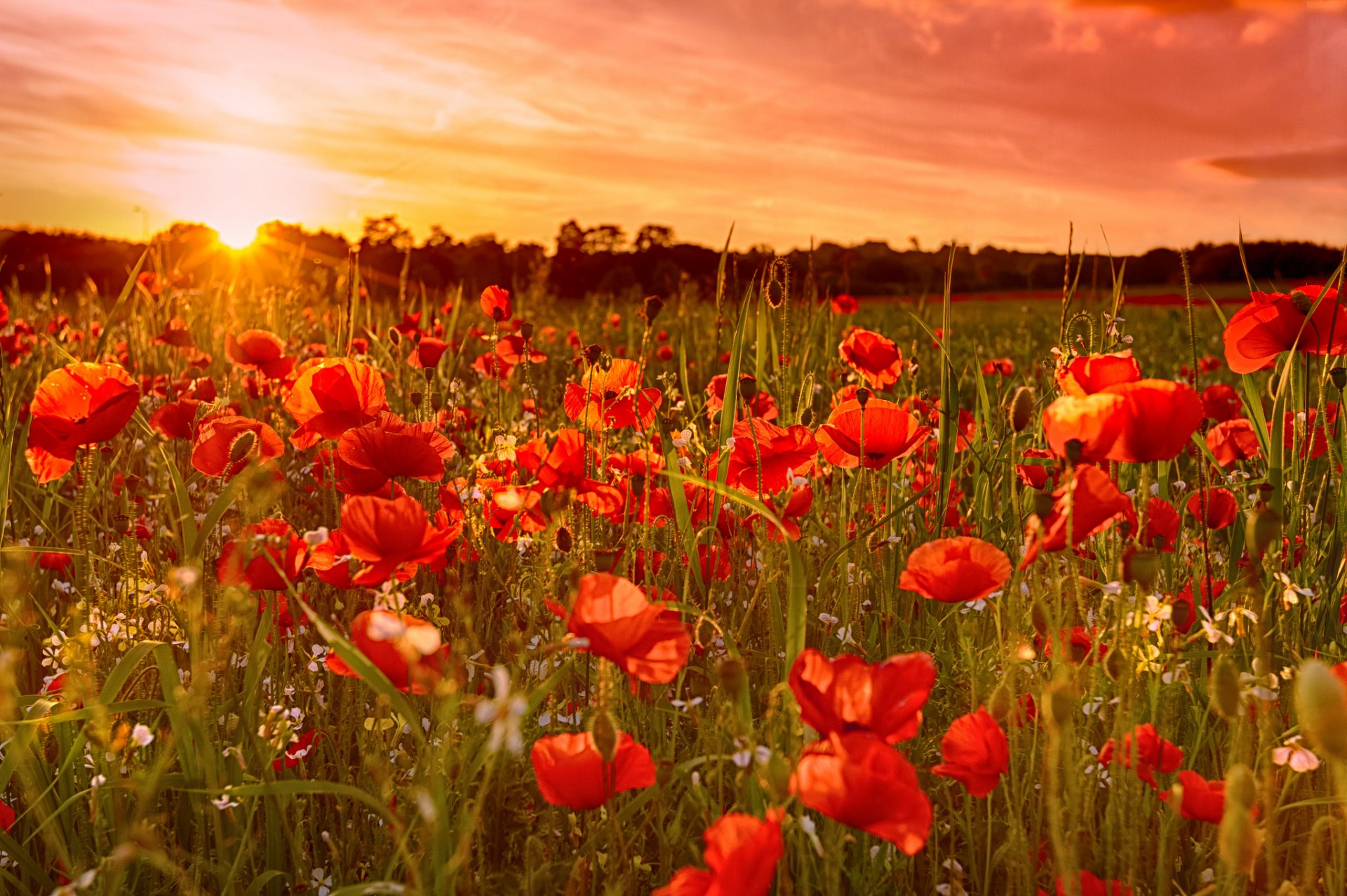 cielo sol puesta de sol campo prado flores amapolas