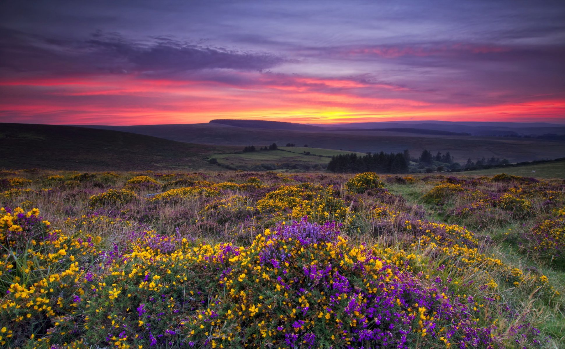 champ fleurs coucher de soleil paysage