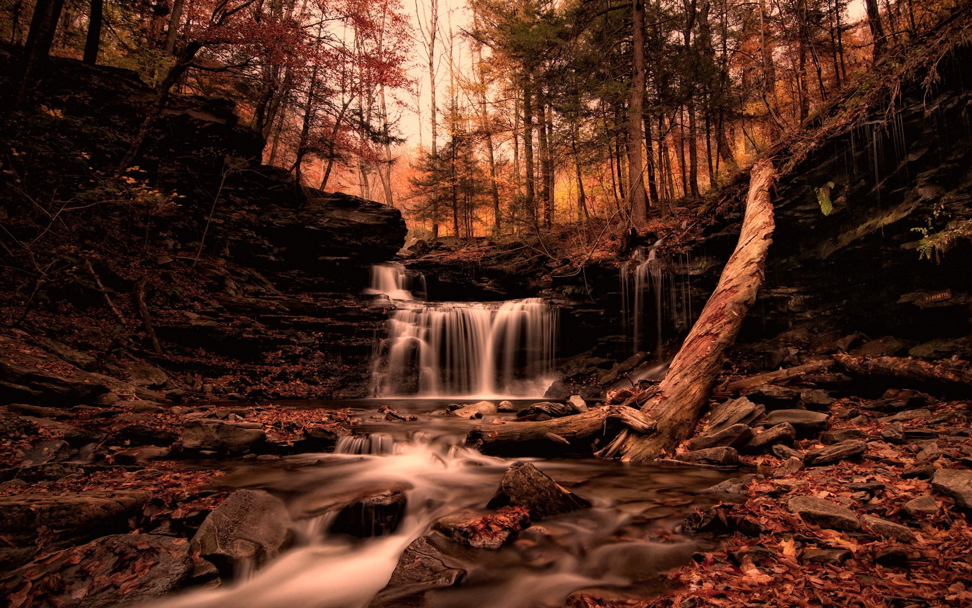 herbst wald natur