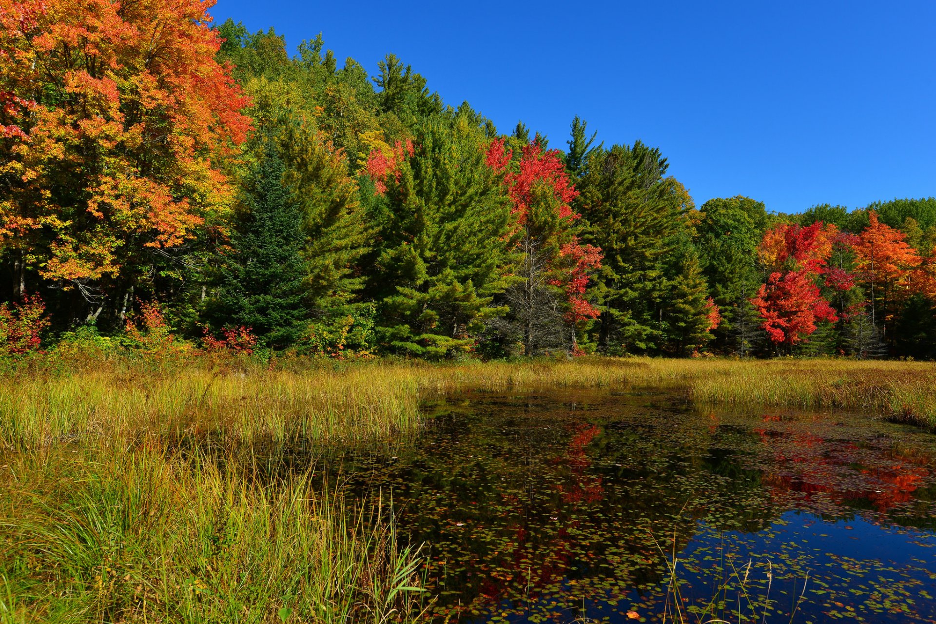 cielo bosque estanque hierba árboles otoño