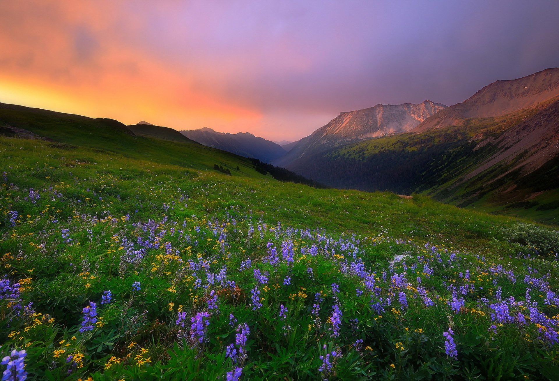 morgen berge blumen natur landschaft