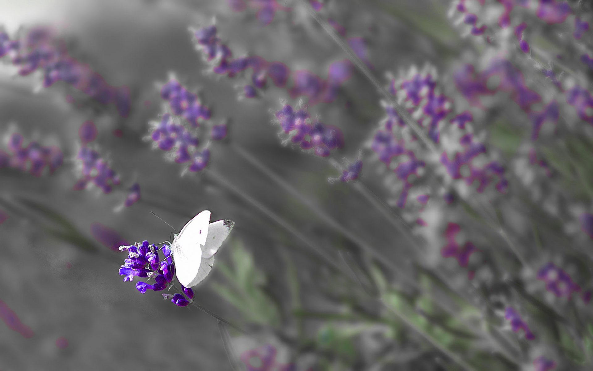 feld wiese blumen schmetterling flügel insekt