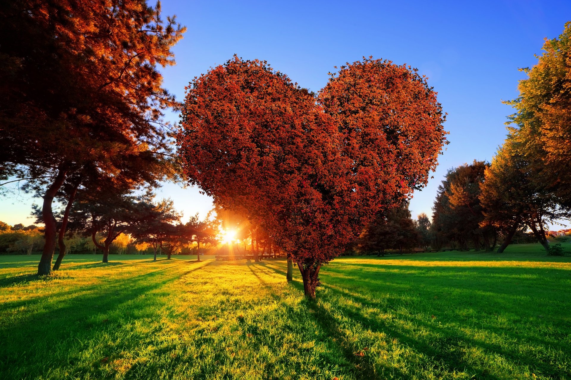 amore albero verde tramonto cuore parco sole erba