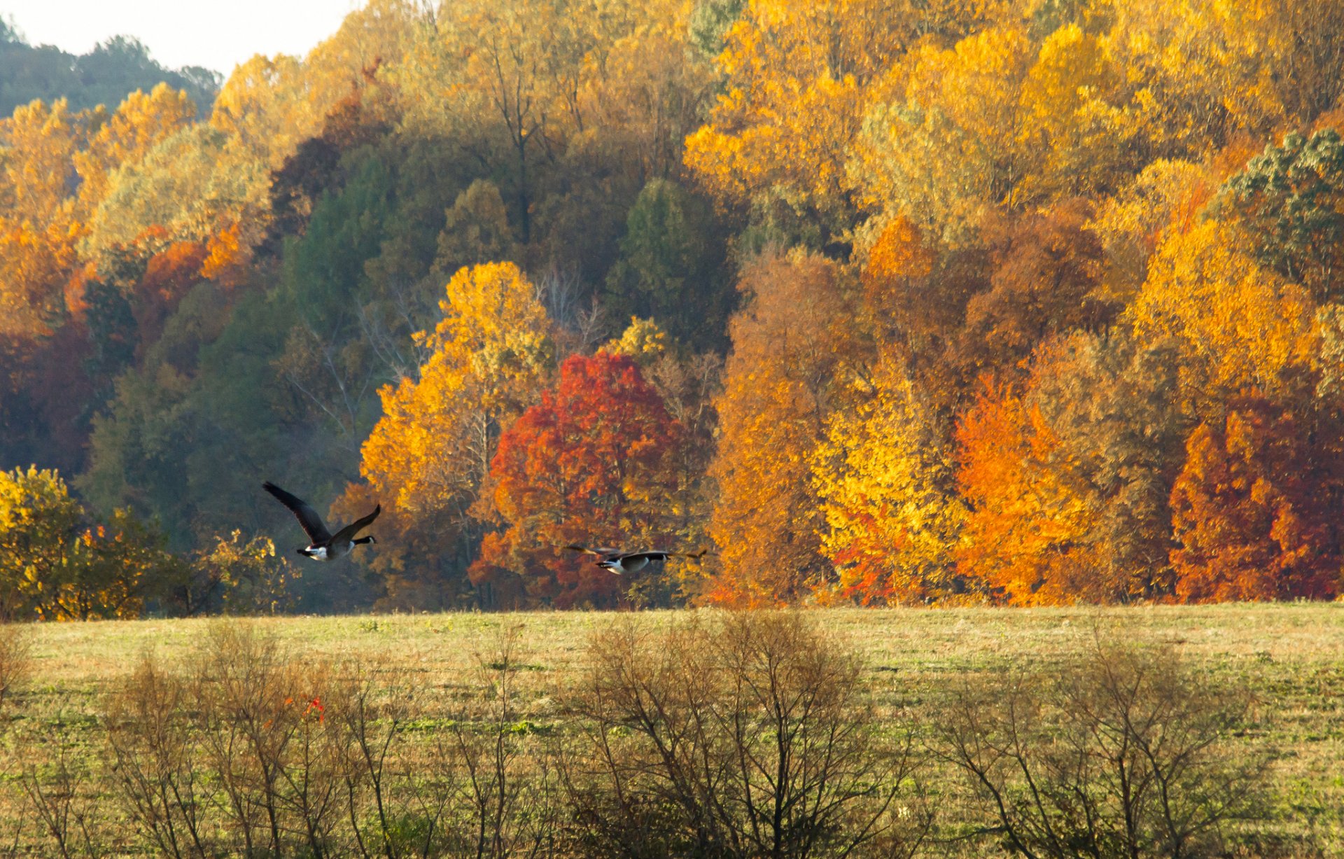 himmel wald feld herbst vögel gänse