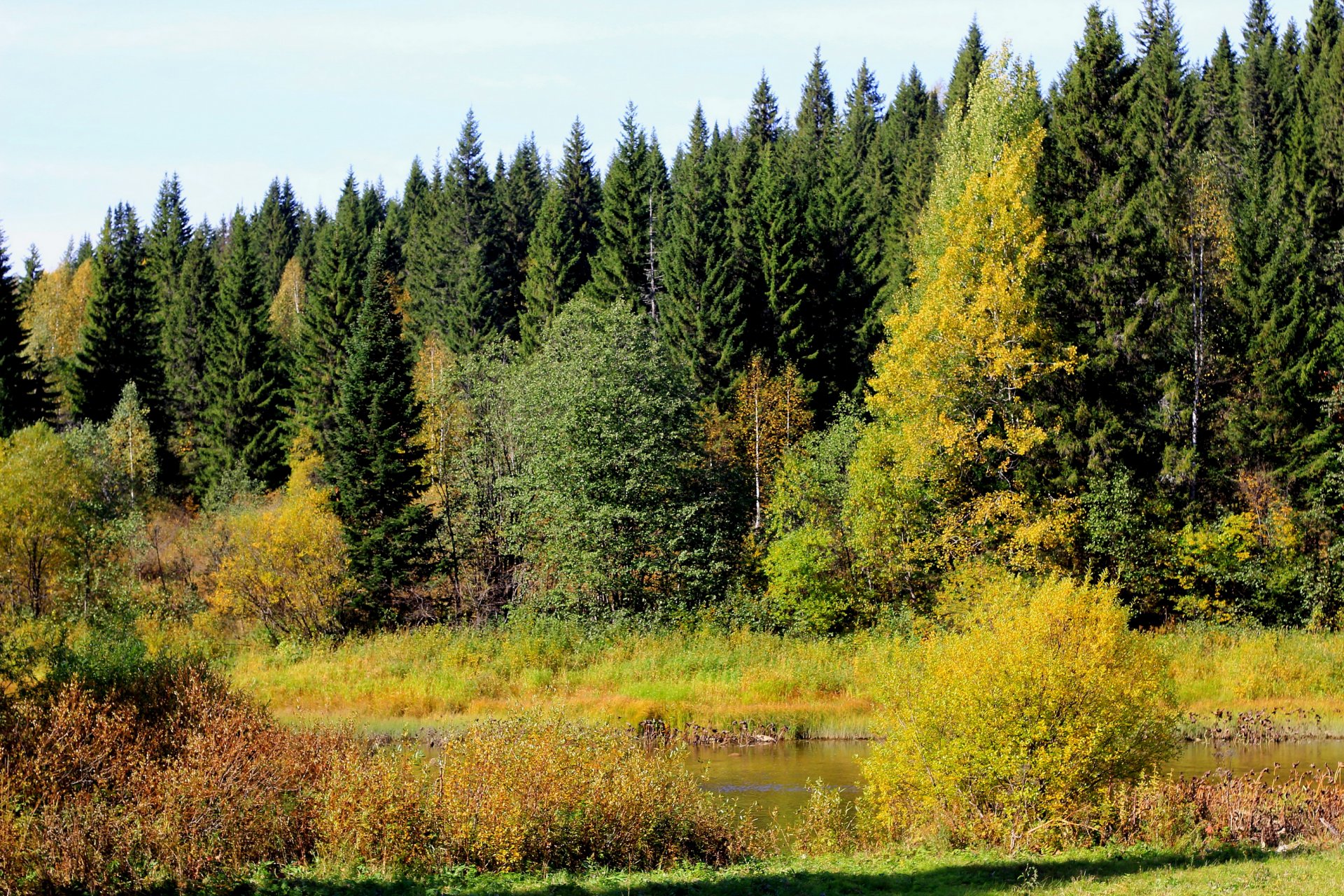 rusia región de perm otoño bosque río árboles