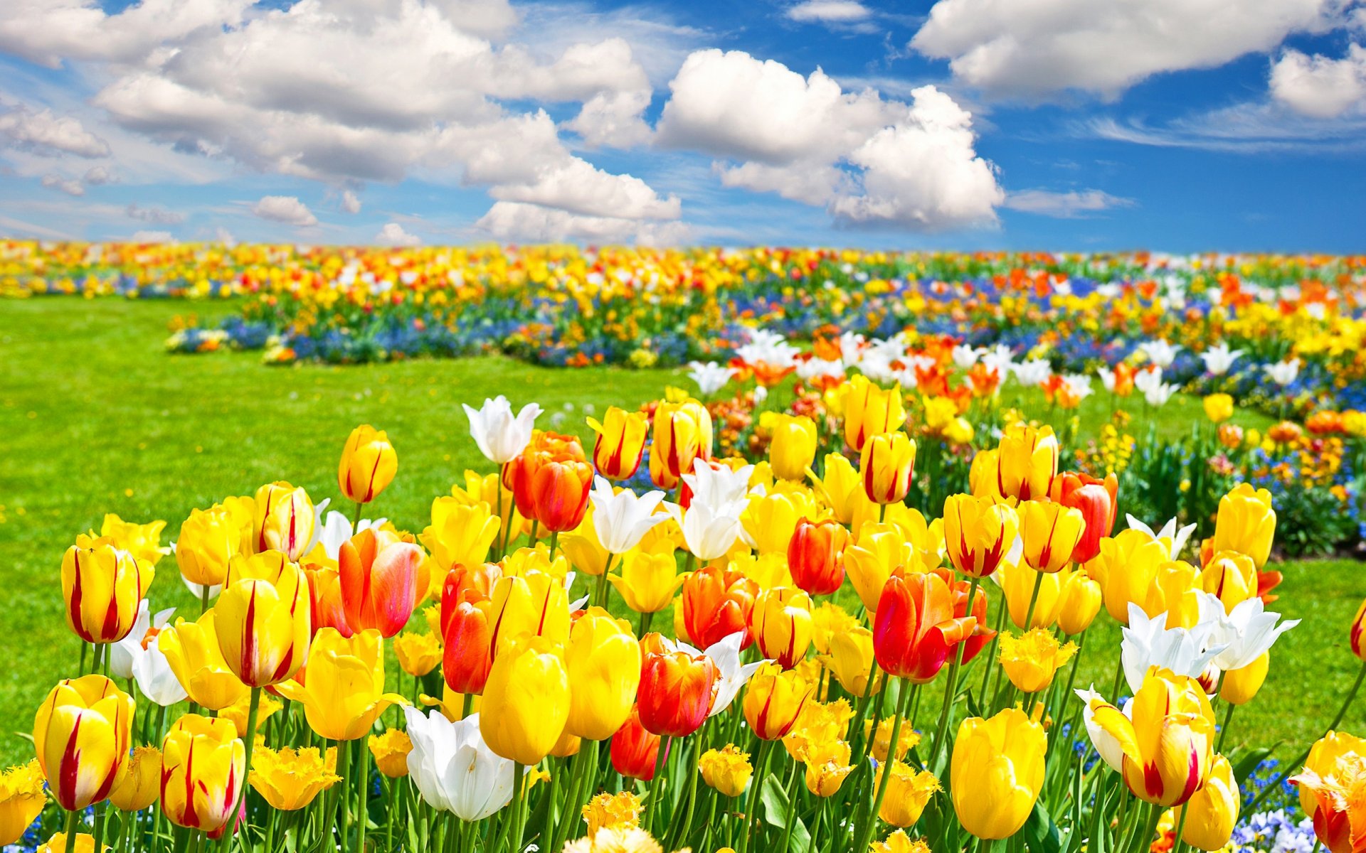 the field flower tulips sky cloud