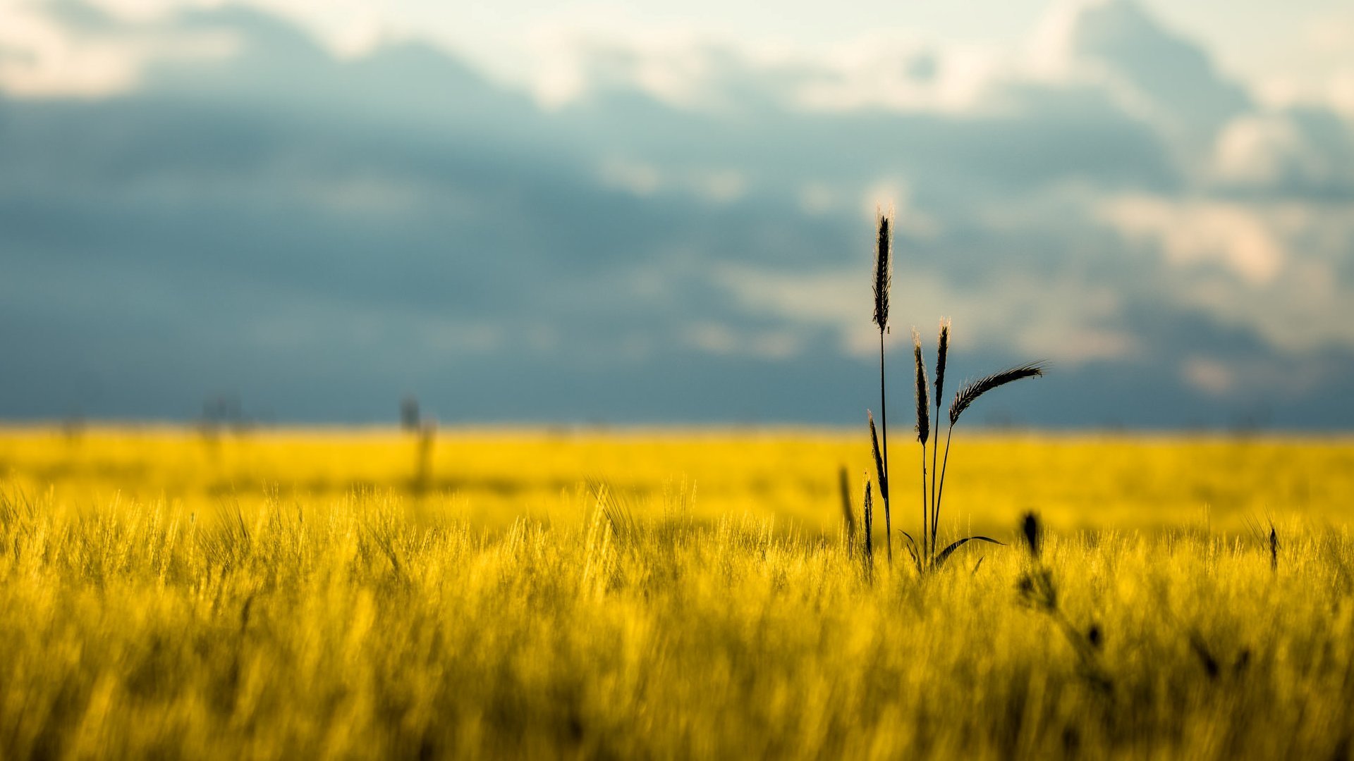 natur feld ohren ährchen ohren sommer tag makro himmel