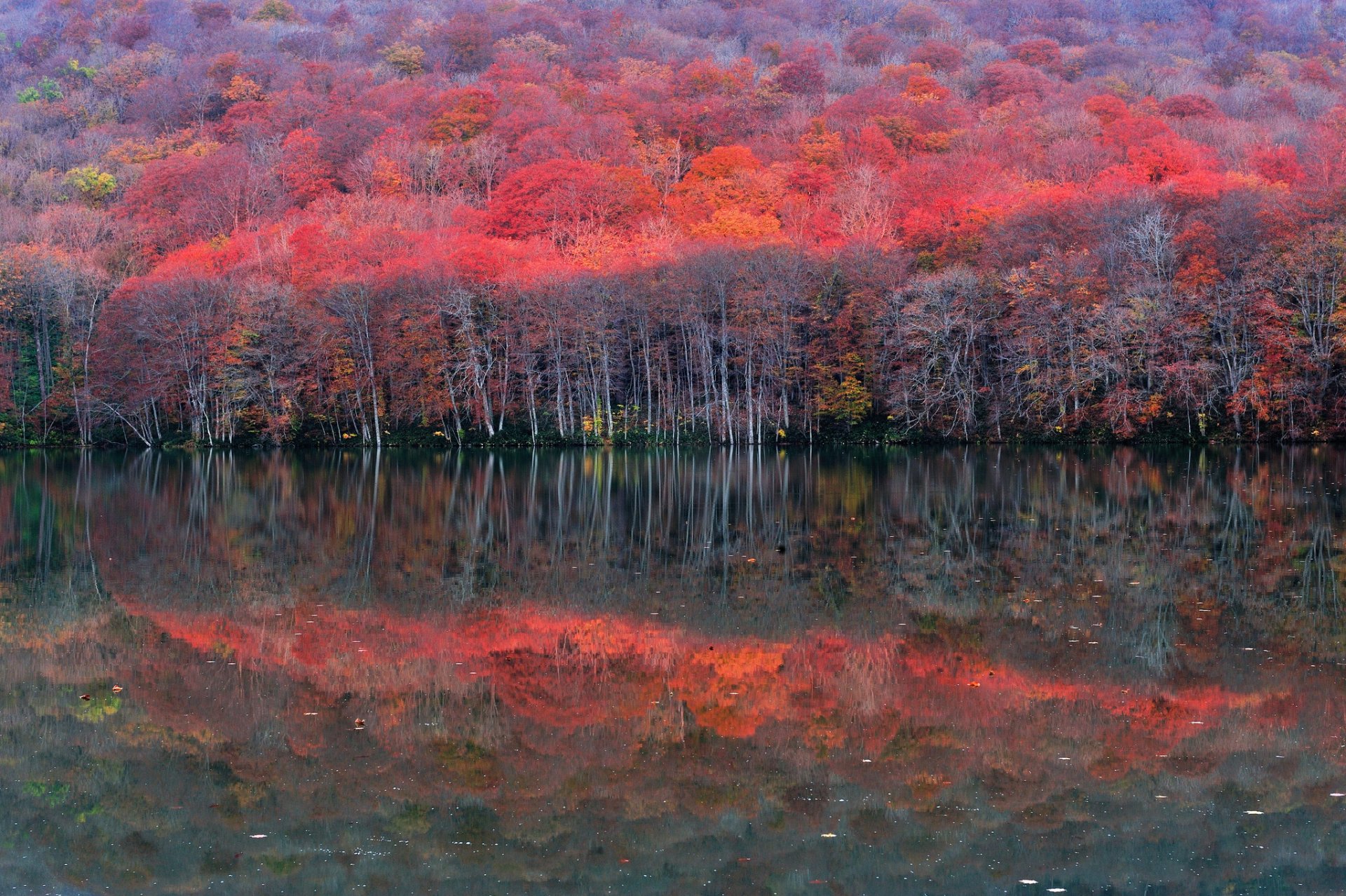 pendenza foresta lago alberi riflessione autunno scarlatto