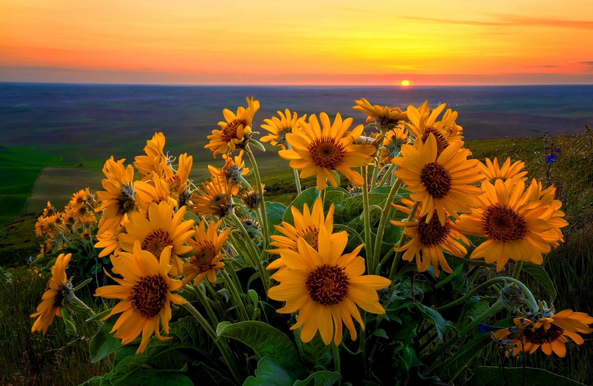 vallée fleurs soleil ciel nuages