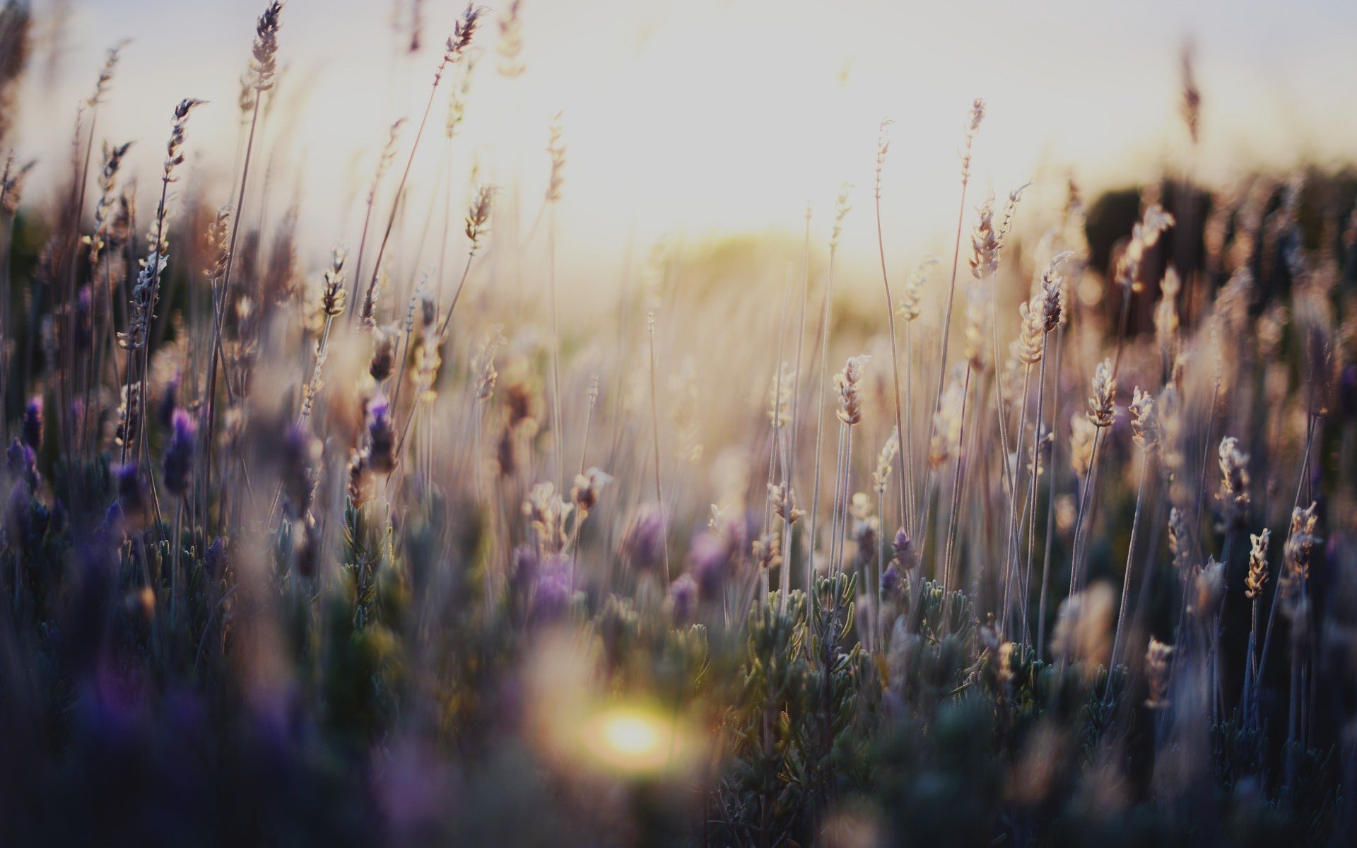 natur blumen blumen gras