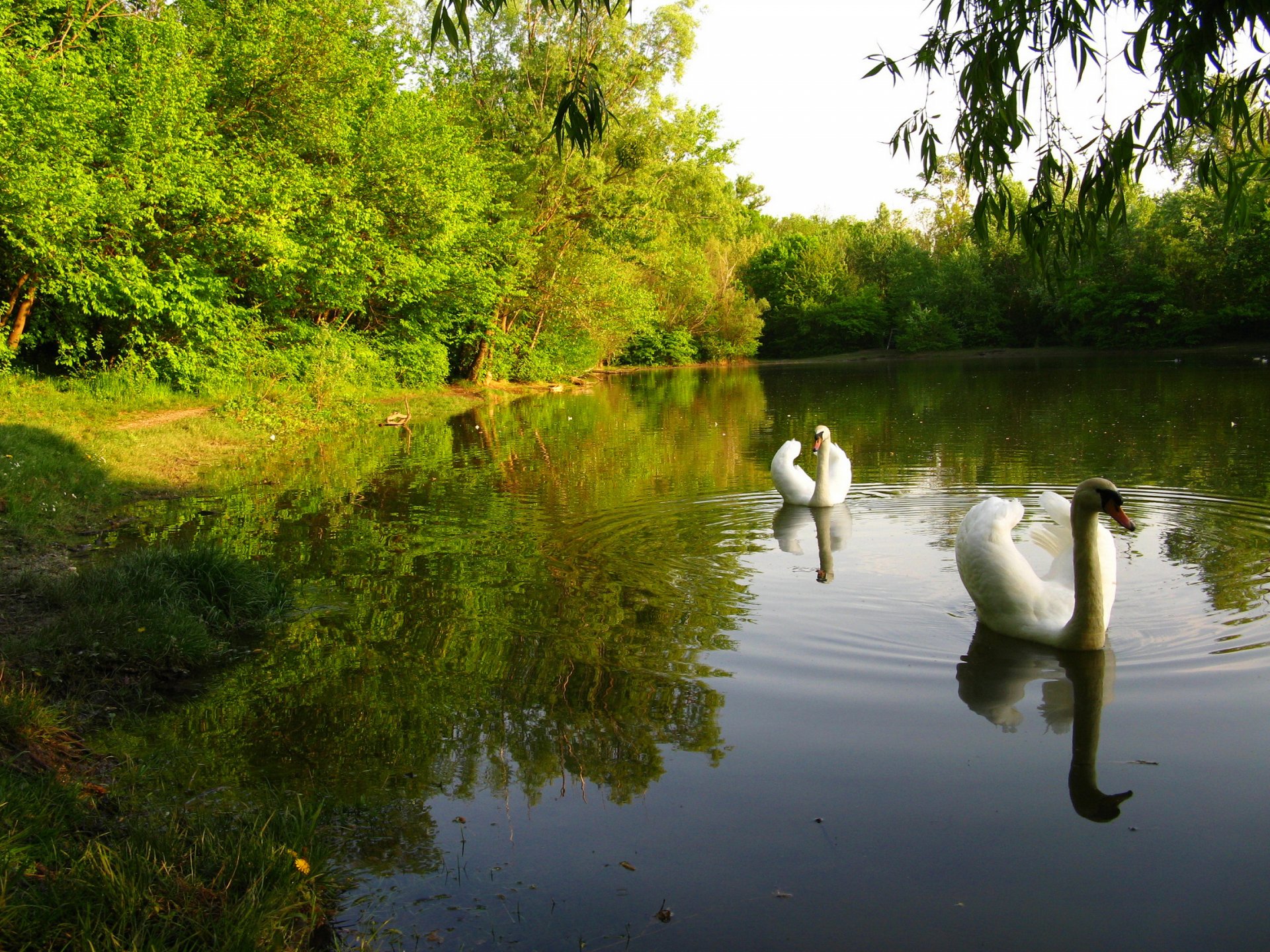 cielo bosque parque estanque árboles cisne pájaro