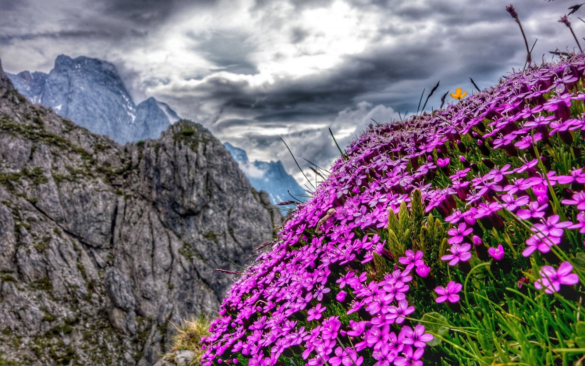 alpes autriche montagnes fleurs