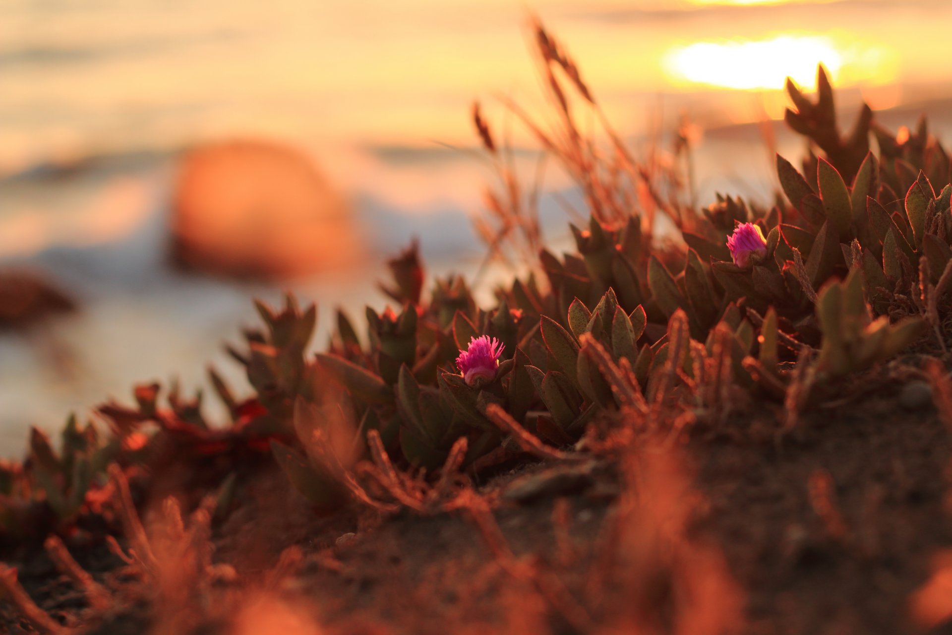 californie du nord fleurs coucher de soleil