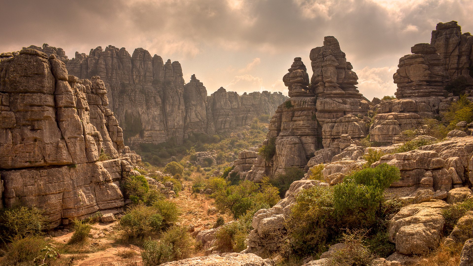 rocas desierto plantas