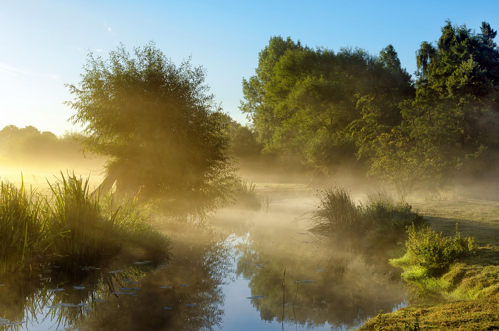 ky morning fog pond tree