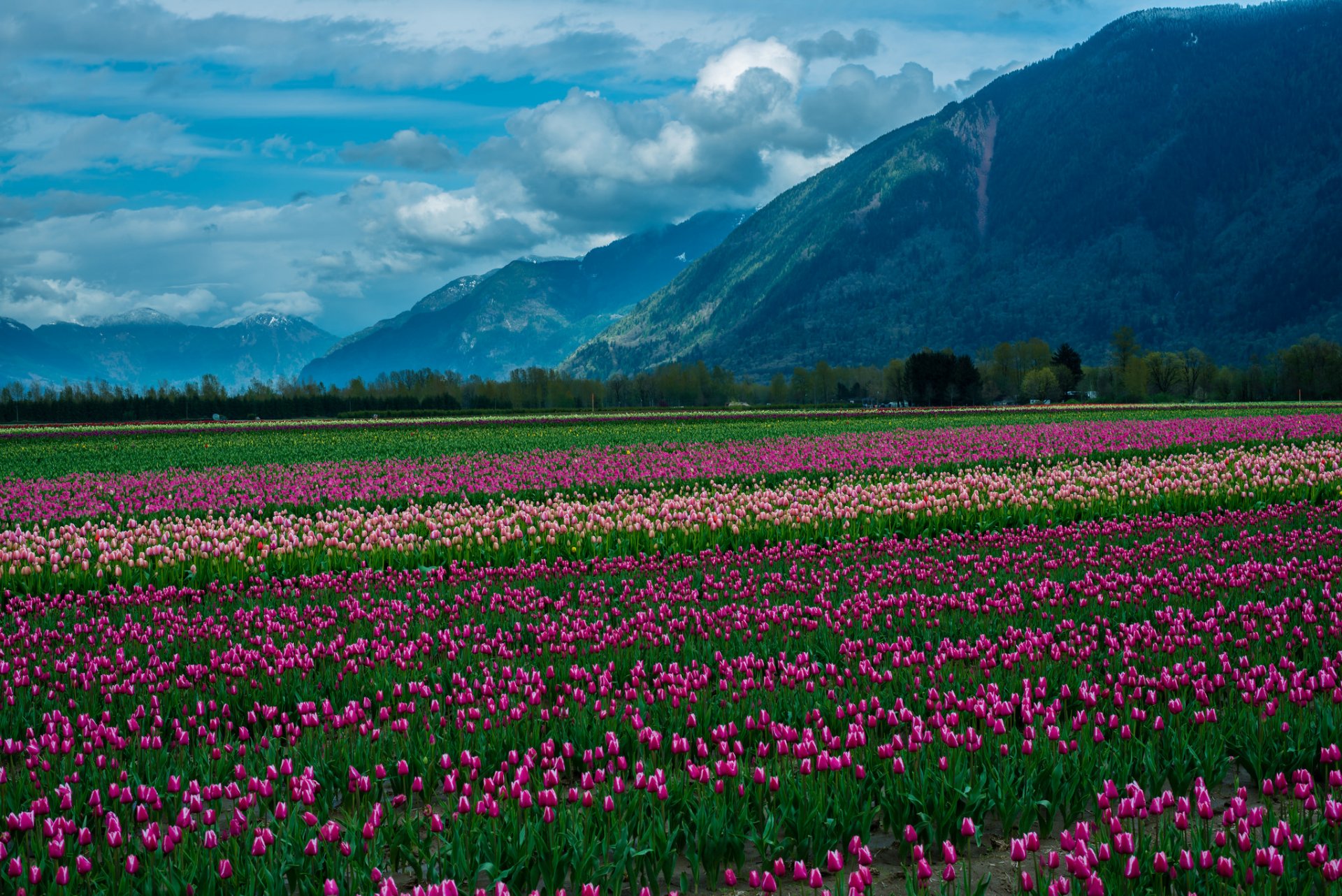 nature landscape mountain snow clouds the field tulips flower flower