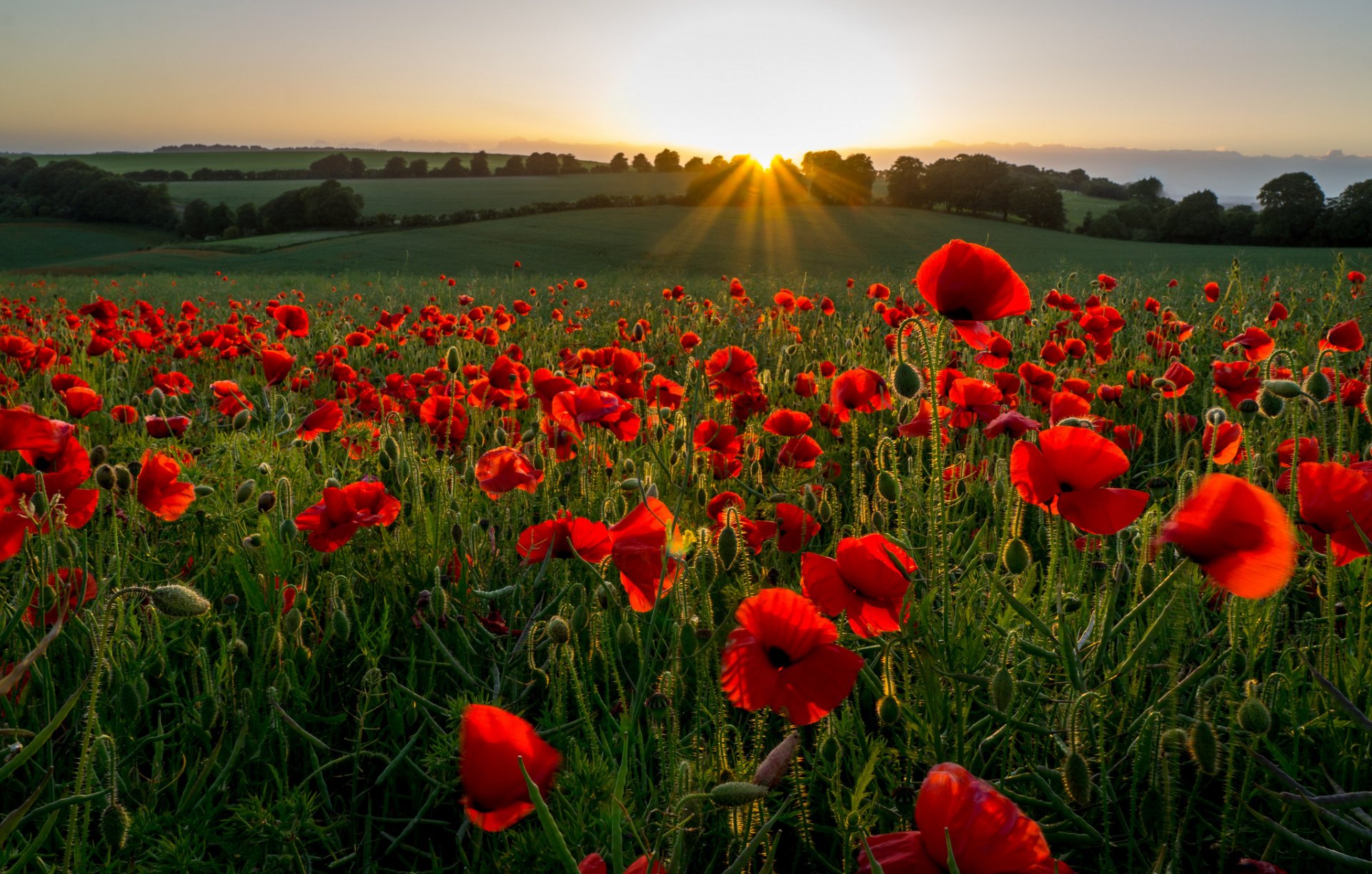 campo prato colline fiori papaveri sera raggi tramonto