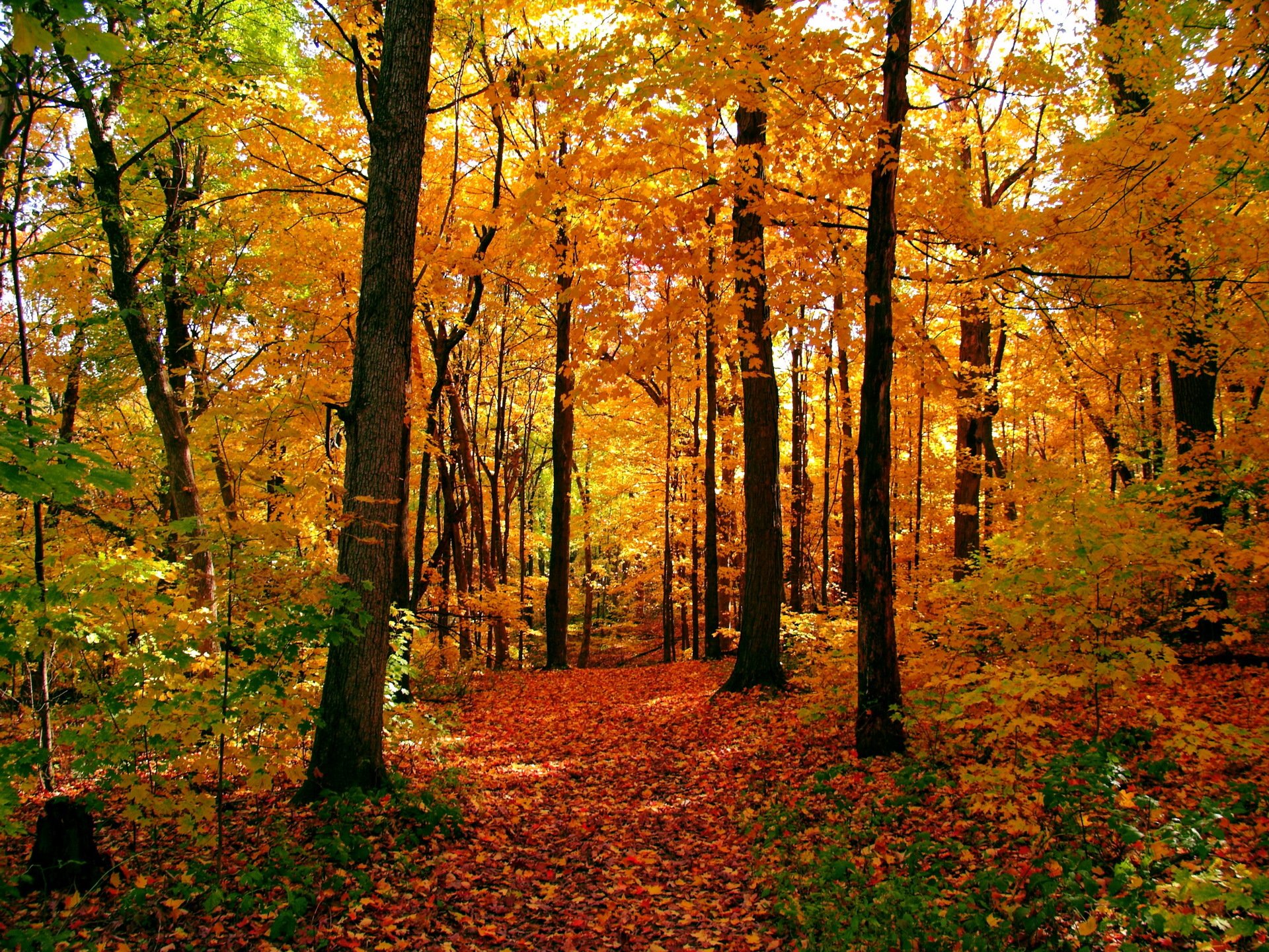 otoño bosque árboles hojas amarillo camino