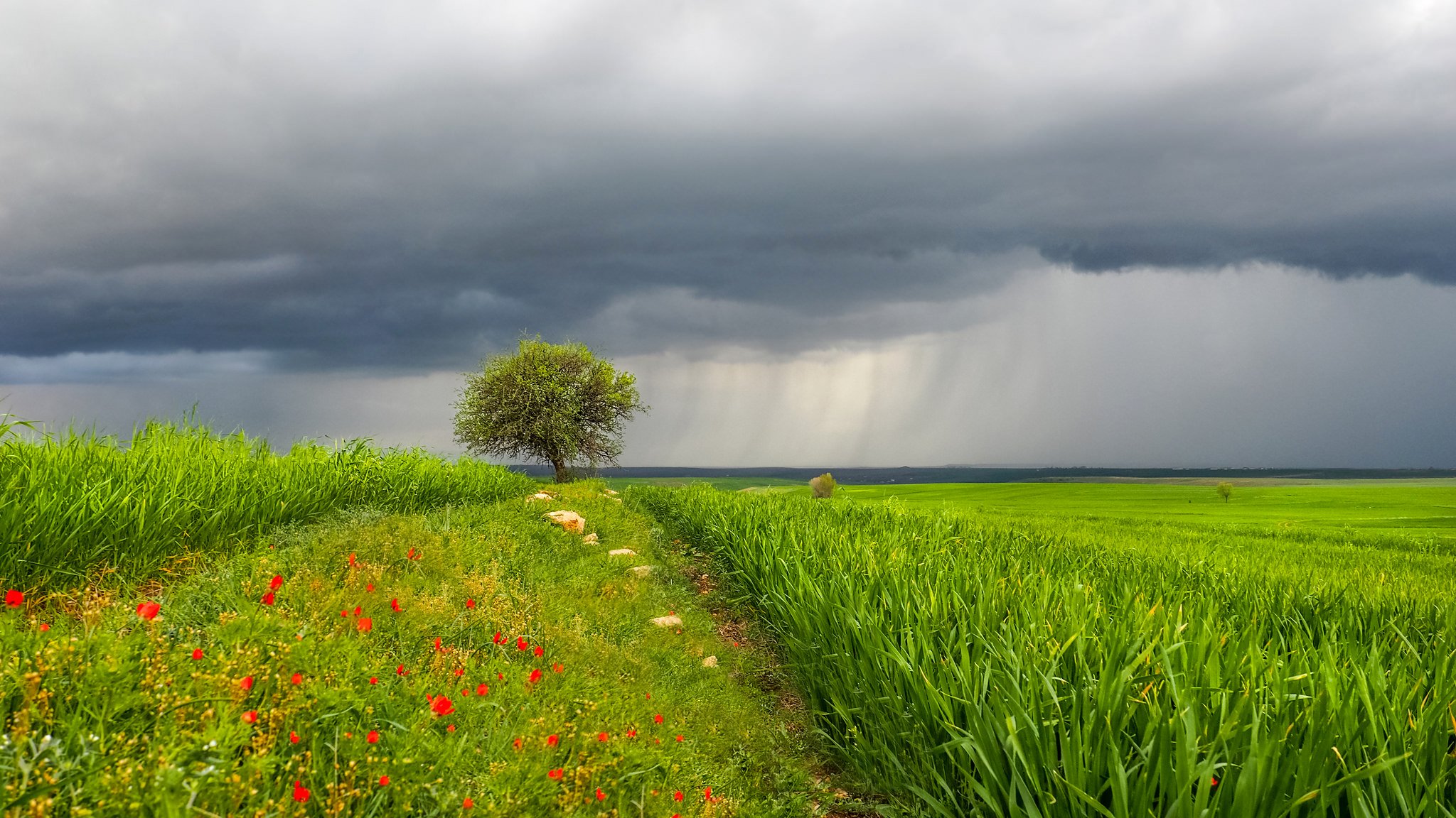 ky clouds rain grass meadow tree flower landscape