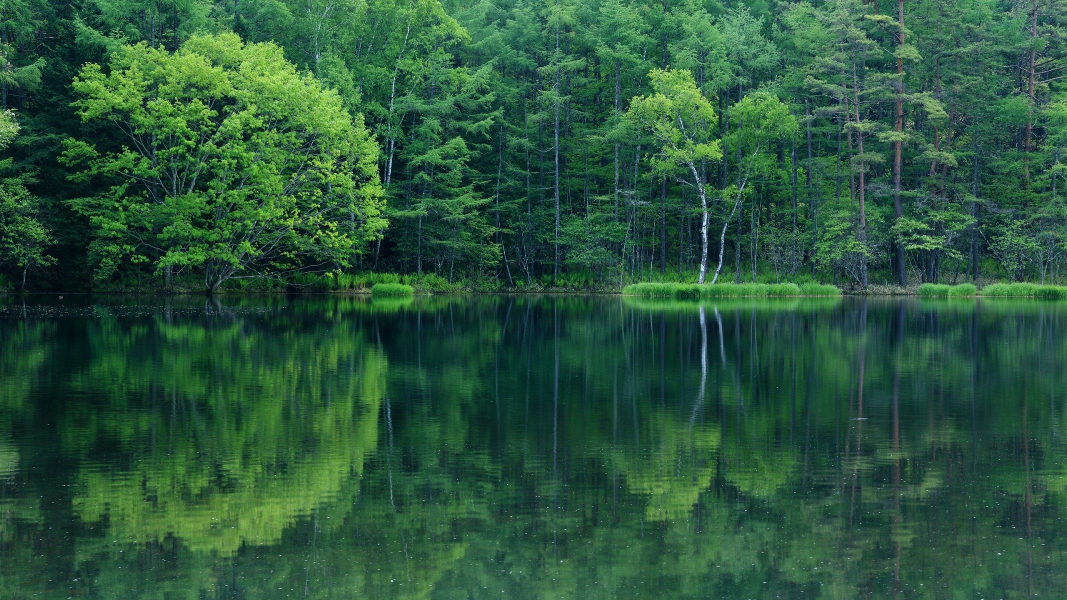 lago agua bosque follaje reflejos