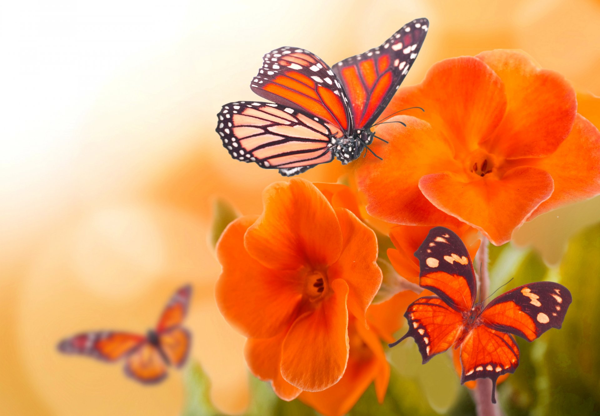 butterfly wings insect flower petals close up