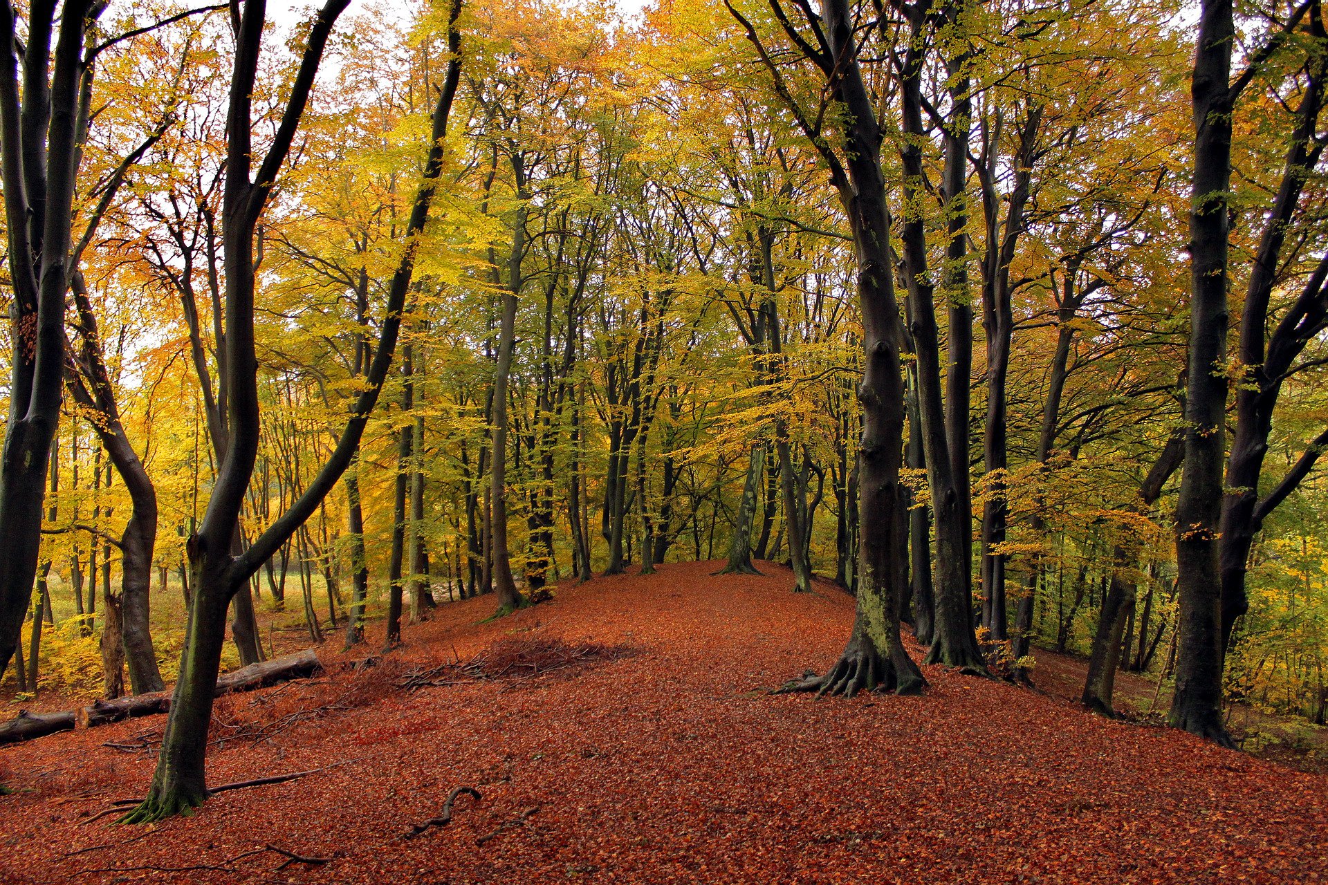 forêt arbres feuilles automne