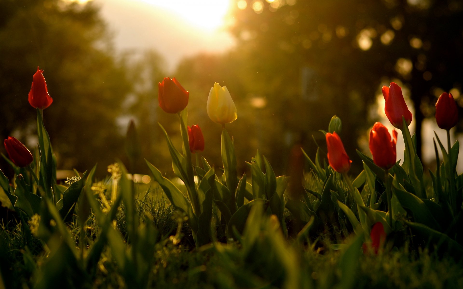 flores tulipanes primavera