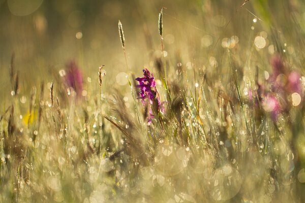 Blendung von Blumen und Pflanzen auf der Wiese