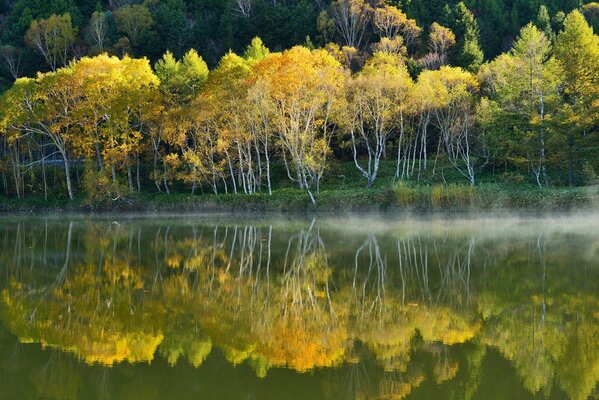 Lago della foresta coperto di nebbia