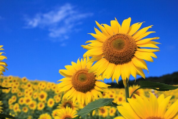 On the background of the sky in the field of yellow sunflowers
