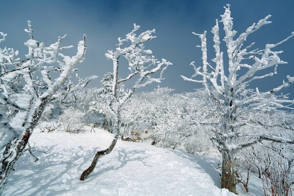 Paisaje con árboles nevados