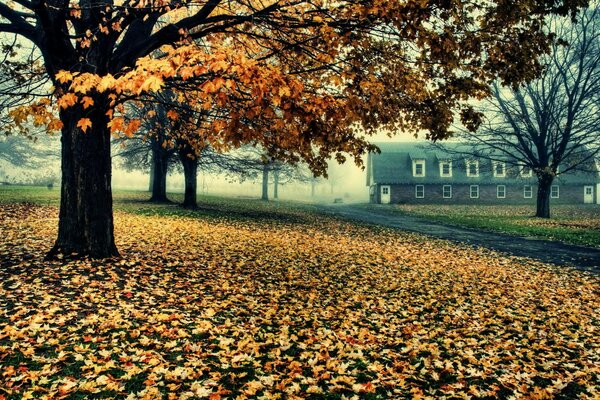The road to the house of autumn leaves