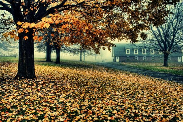 La strada per la casa delle foglie d autunno