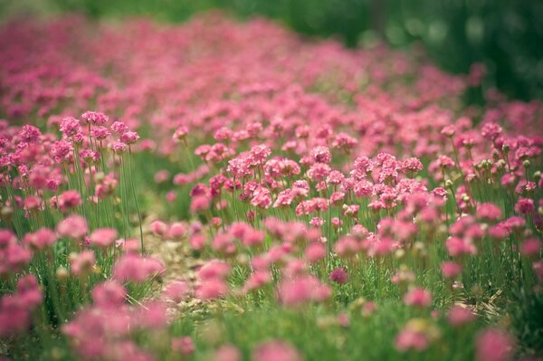 Viele rosa Blüten im Gras