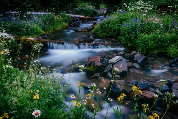 Parco Nazionale di Mountaineer Creek fiori pietre