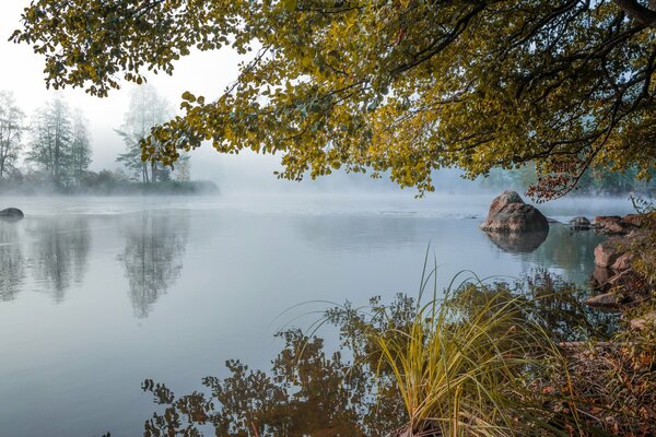 Ein See im Nebel, umgeben von Bäumen