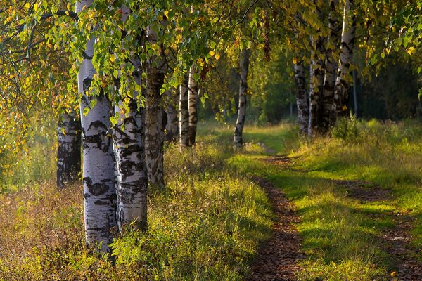 Camino de otoño en el bosque de abedul