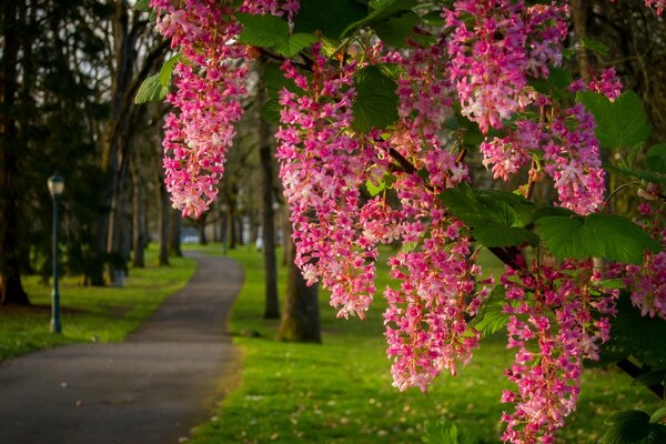 Floración de primavera en la carretera en el parque