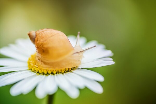 Caracol en manzanilla naturaleza