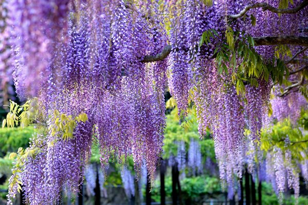 Brosses pendantes de glycine lilas