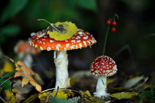 Herbstliche Natur. Helle Fliegenpilze