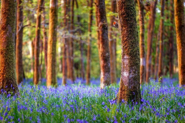 Bosque árboles azul flores campanas