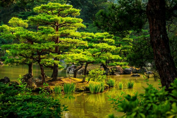 Garden, trees and pond in Japan - Kyoto