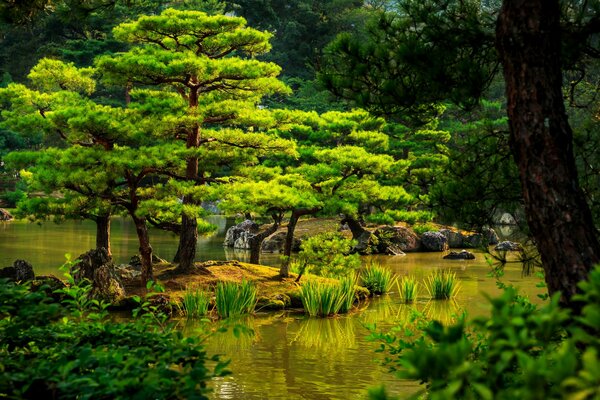 Giardino, alberi e stagno in Giappone-Kyoto