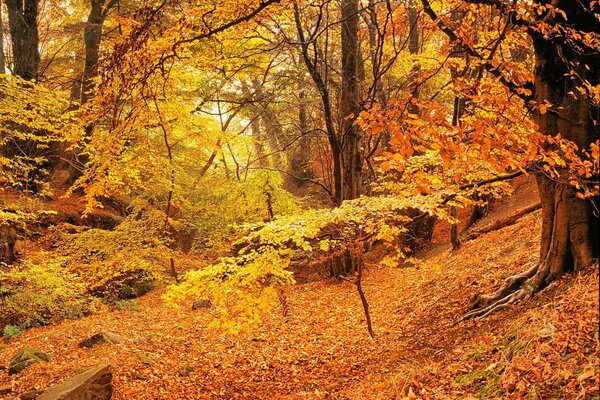 Otoño dorado, hermoso bosque