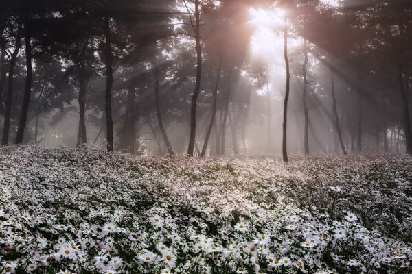 Landschaft. weiße Blumen im Wald