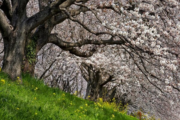 Naturaleza primaveral-árboles en flor