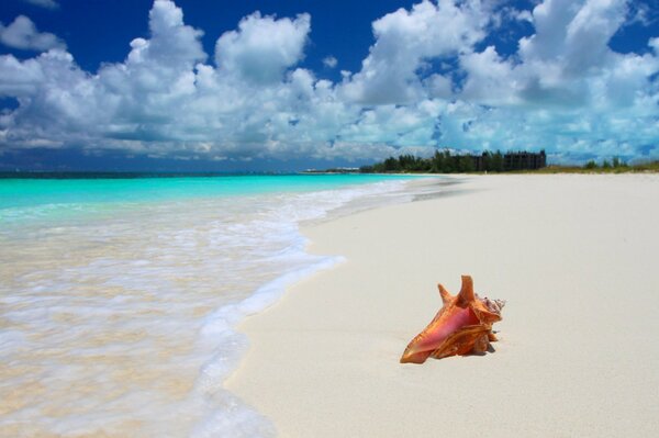 Muschel, die am Strand liegt