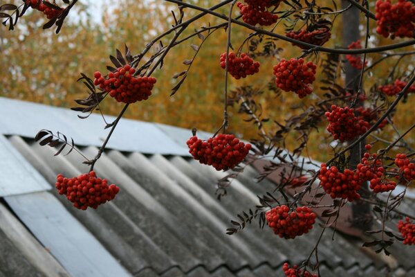 Rote Beeren der Eberesche im Herbst